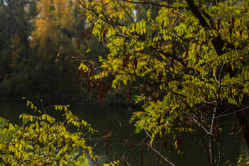 Whispers Of Forest Autumn Dreams