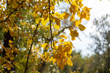 Whispers Of Forest Autumn Dreams