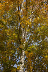 Whispers Of Forest Autumn Dreams