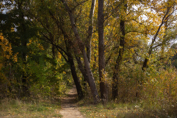 Whispers Of Forest Autumn Dreams