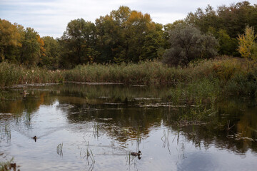 Whispers Of Forest Autumn Dreams