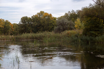 Obraz premium Whispers Of Forest Autumn Dreams