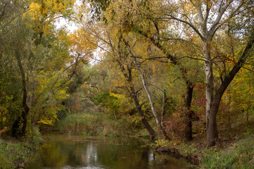 Whispers Of Forest Autumn Dreams