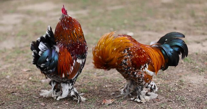 chickens with colorful plumage on the territory of the park, colorful chickens in search of food on the territory with trampled grass