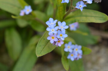 forget me not flowers