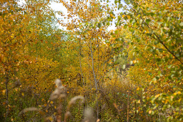 Whispers Of Forest Autumn Dreams