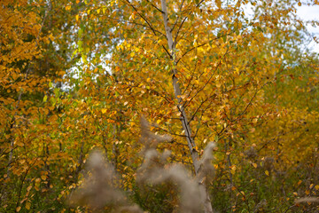 Whispers Of Forest Autumn Dreams