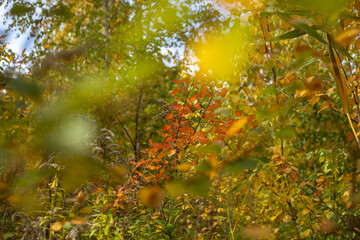 Beauty of Autumn Nature Forest Pond and Yellow Leaves