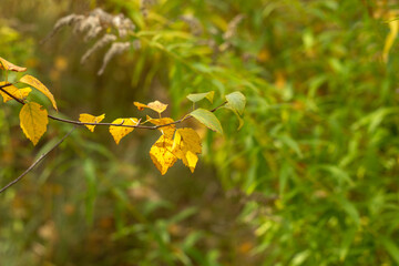 Whispers Of Forest Autumn Dreams