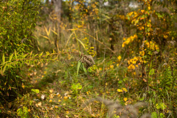 Beauty of Autumn Nature Forest Pond and Yellow Leaves