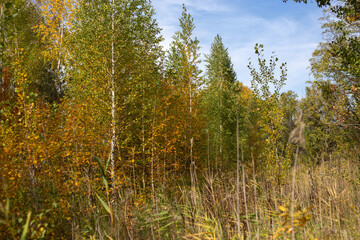 Beauty of Autumn Nature Forest Pond and Yellow Leaves