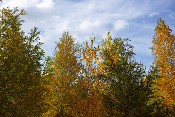 Beauty of Autumn Nature Forest Pond and Yellow Leaves