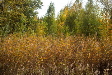 Beauty of Autumn Nature Forest Pond and Yellow Leaves