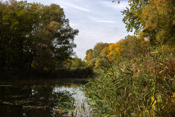 Beauty of Autumn Nature Forest Pond and Yellow Leaves