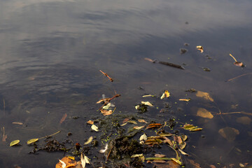 Beauty of Autumn Nature Forest Pond and Yellow Leaves