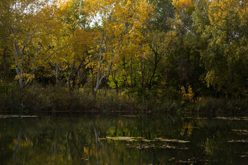 Beauty of Autumn Nature Forest Pond and Yellow Leaves