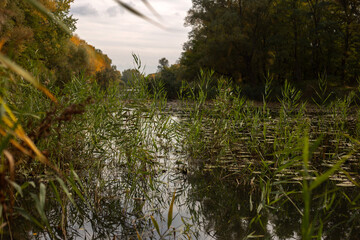 Beauty of Autumn Nature Forest Pond and Yellow Leaves
