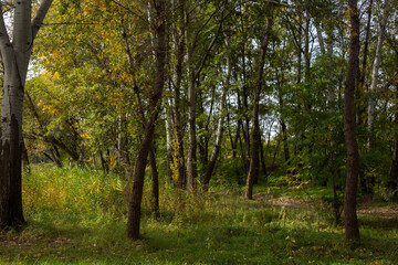 Beauty of Autumn Nature Forest Pond and Yellow Leaves