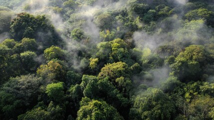 Aerial view of misty forest canopy