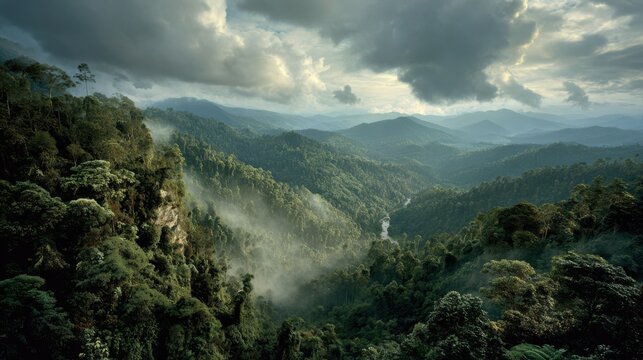 Misty Rainforest Valley Landscape