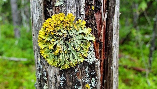 Foliose lichen with leaf-like lobes on weathered bark of standing dead tree in summer forest