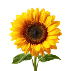 sunflower png yellow petals png sunflower head png green leaves png bright flower png garden flower png transparent background image