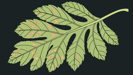 Leaf affected by fungal infection isolated on a dark greenery background.  Signs of plant blight and powdery mildew visible on the surface.