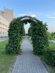 A paved path leads to an arch covered in green ivy. A beautiful pedestrian area in the city