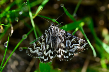 Fototapeta premium Mother Shipton moth // Scheck-Tageule (Euclidia mi) 
