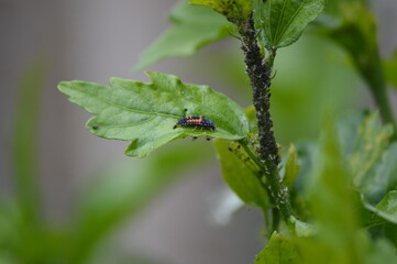 ladybug larva on a leaf eating aphids