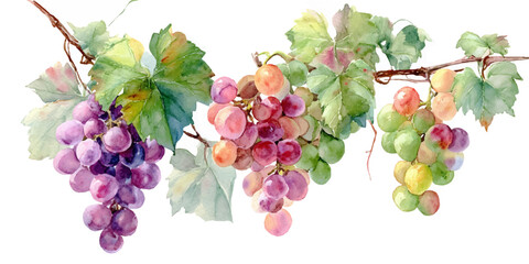 A watercolor painting of ripe grape clusters in various shades of pink, purple, and green, hanging from a vine with leaves, isolated on transparent background.