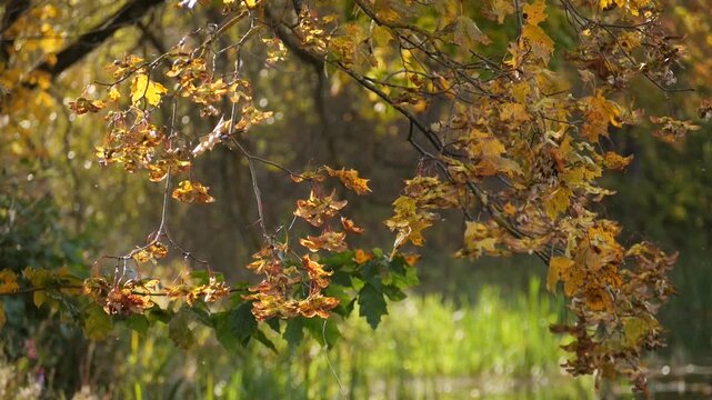 Autumn leaves falling in slow motion - A Serene and Poetic Shot of Falling Leaves in a Forest With reflection on Water