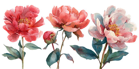 A delicate watercolor illustration of three blooming peonies in shades of coral, pink, and pale blue, with green leaves, isolated on a transparent background. © darkheaven