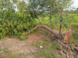 Broken tree by storm effect in forest 