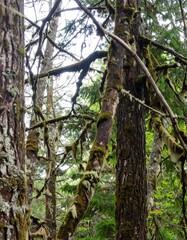 Fototapeta premium Forest with lichen-covered branches in a high-humidity temperate rainforest under soft diffused light