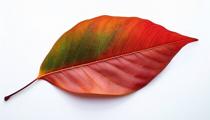 close up big red leave fall from big tree when dry and change color from green to orange red isolated on white