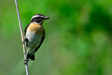 Fototapeta premium Braunkehlchen (Saxicola rubetra) mit Ameise im Schnabel // Whinchat (Saxicola rubetra) with ant in its beak 