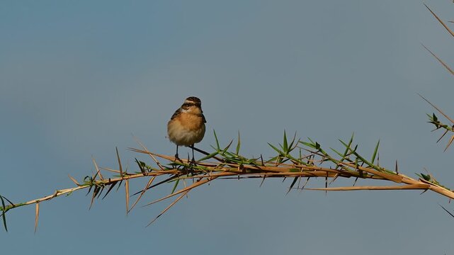A Whinchat (Saxicola rubetra) perched on a thorny branch, masked and alertly scanning its surroundings. Blue sky background. 