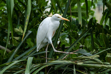 Kuntul besar (Ardea alba), juga dikenal sebagai kuntul besar