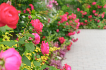 ピンク色のバラが咲きみだれる庭（神奈川県綾瀬市 光綾公園「あやせローズガーデン」）　
