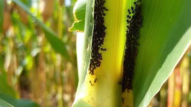 Video of ant colony on a leaf