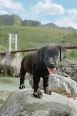 A happy black Labrador puppy looks at the camera