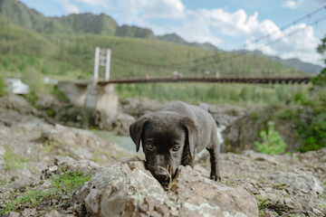 A black Labrador puppy looks cutely at the camera