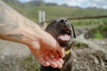 A Labrador puppy is being petted by its owner