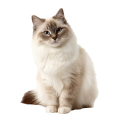 birman cat png sitting cat png blue eyes cat png fluffy cat png breed cat png transparent background image