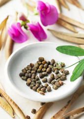 Organic dried seed pods and brown seeds of perennial sweet pea (Lathyrus latifolius) in a white ceramic bowl. Seeds for planting in spring. Gardening concept.