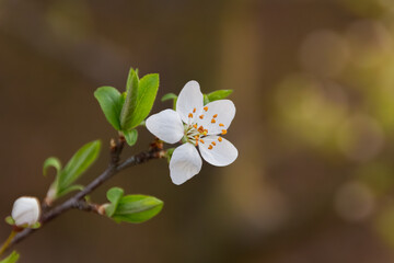 Blossom of a drupe tree's white flower in spring, with bokeh background on a closeup photo.