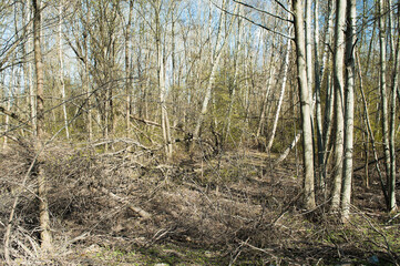 dry branches in the forest after winter in spring