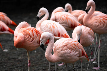 Group of Flamingos Standing Together with Vibrant Pink Feathers