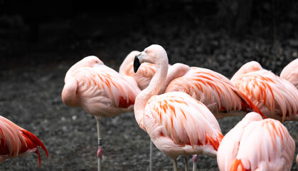 Group of Flamingos Standing Together with Vibrant Pink Feathers